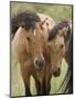 Mustang / Wild Horse Mare and Stallion Bothered by Flies in Summer, Montana, USA Pryor-Carol Walker-Mounted Premium Photographic Print