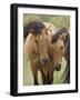 Mustang / Wild Horse Mare and Stallion Bothered by Flies in Summer, Montana, USA Pryor-Carol Walker-Framed Photographic Print