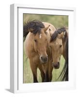 Mustang / Wild Horse Mare and Stallion Bothered by Flies in Summer, Montana, USA Pryor-Carol Walker-Framed Photographic Print