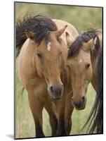Mustang / Wild Horse Mare and Stallion Bothered by Flies in Summer, Montana, USA Pryor-Carol Walker-Mounted Photographic Print