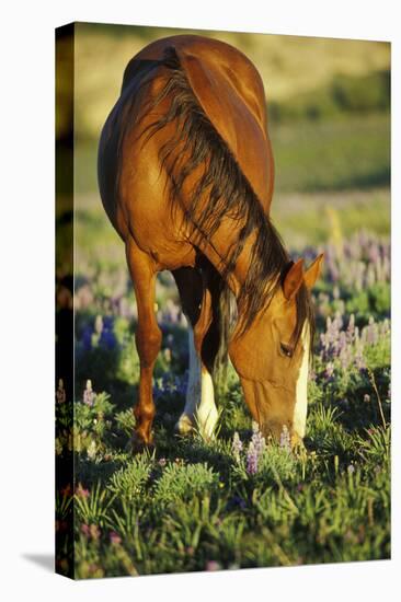 Mustang Wild Horse Mare Grazes Among Lupin Wildflowers-null-Stretched Canvas