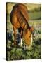 Mustang Wild Horse Mare Grazes Among Lupin Wildflowers-null-Stretched Canvas