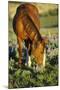 Mustang Wild Horse Mare Grazes Among Lupin Wildflowers-null-Mounted Photographic Print