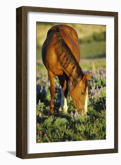 Mustang Wild Horse Mare Grazes Among Lupin Wildflowers-null-Framed Photographic Print