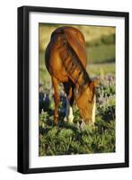 Mustang Wild Horse Mare Grazes Among Lupin Wildflowers-null-Framed Photographic Print