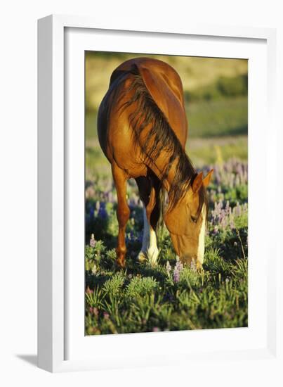 Mustang Wild Horse Mare Grazes Among Lupin Wildflowers-null-Framed Photographic Print