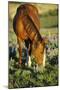 Mustang Wild Horse Mare Grazes Among Lupin Wildflowers-null-Mounted Photographic Print