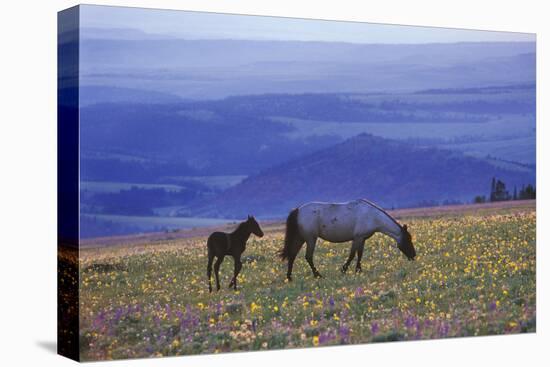 Mustang Wild Horse Mare with Young Colt Feed-null-Stretched Canvas