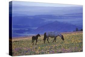 Mustang Wild Horse Mare with Young Colt Feed-null-Stretched Canvas