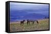 Mustang Wild Horse Mare with Young Colt Feed-null-Framed Stretched Canvas