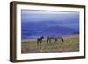 Mustang Wild Horse Mare with Young Colt Feed-null-Framed Photographic Print