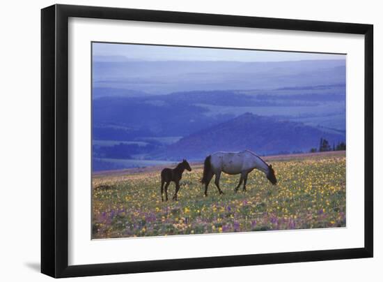 Mustang Wild Horse Mare with Young Colt Feed-null-Framed Photographic Print