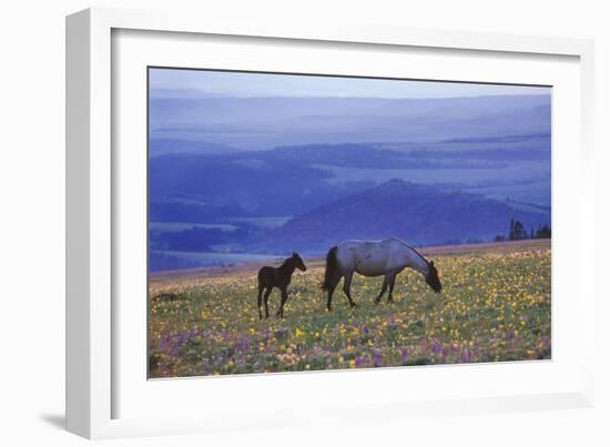 Mustang Wild Horse Mare with Young Colt Feed-null-Framed Photographic Print