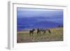 Mustang Wild Horse Mare with Young Colt Feed-null-Framed Photographic Print