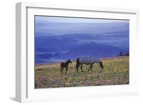 Mustang Wild Horse Mare with Young Colt Feed-null-Framed Photographic Print