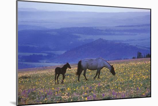 Mustang Wild Horse Mare with Young Colt Feed-null-Mounted Photographic Print