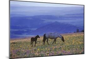 Mustang Wild Horse Mare with Young Colt Feed-null-Mounted Photographic Print