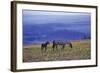 Mustang Wild Horse Mare with Young Colt Feed-null-Framed Photographic Print