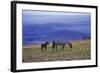 Mustang Wild Horse Mare with Young Colt Feed-null-Framed Photographic Print