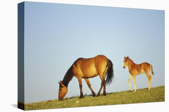 Mustang Wild Horse Mare with Young Colt in Field-null-Stretched Canvas