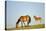 Mustang Wild Horse Mare with Young Colt in Field-null-Stretched Canvas