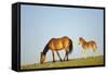 Mustang Wild Horse Mare with Young Colt in Field-null-Framed Stretched Canvas