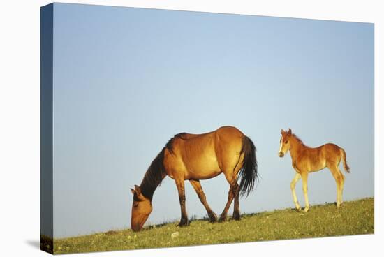 Mustang Wild Horse Mare with Young Colt in Field-null-Stretched Canvas