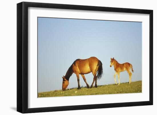 Mustang Wild Horse Mare with Young Colt in Field-null-Framed Photographic Print