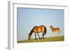 Mustang Wild Horse Mare with Young Colt in Field-null-Framed Photographic Print