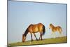 Mustang Wild Horse Mare with Young Colt in Field-null-Mounted Photographic Print