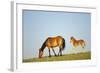 Mustang Wild Horse Mare with Young Colt in Field-null-Framed Photographic Print