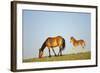 Mustang Wild Horse Mare with Young Colt in Field-null-Framed Photographic Print