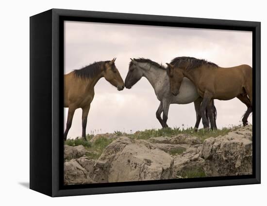 Mustang / Wild Horse Red Dun Stallion Sniffing Mare's Noses, Montana, USA Pryor-Carol Walker-Framed Stretched Canvas