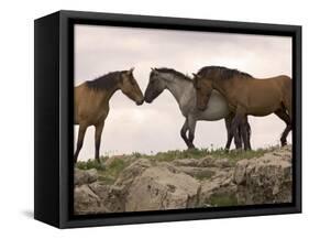 Mustang / Wild Horse Red Dun Stallion Sniffing Mare's Noses, Montana, USA Pryor-Carol Walker-Framed Stretched Canvas