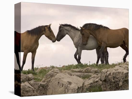 Mustang / Wild Horse Red Dun Stallion Sniffing Mare's Noses, Montana, USA Pryor-Carol Walker-Stretched Canvas