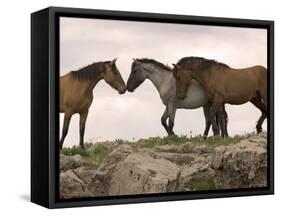 Mustang / Wild Horse Red Dun Stallion Sniffing Mare's Noses, Montana, USA Pryor-Carol Walker-Framed Stretched Canvas