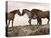 Mustang / Wild Horse Red Dun Stallion Sniffing Mare's Noses, Montana, USA Pryor-Carol Walker-Stretched Canvas