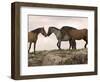 Mustang / Wild Horse Red Dun Stallion Sniffing Mare's Noses, Montana, USA Pryor-Carol Walker-Framed Premium Photographic Print