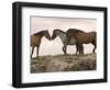 Mustang / Wild Horse Red Dun Stallion Sniffing Mare's Noses, Montana, USA Pryor-Carol Walker-Framed Premium Photographic Print