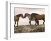 Mustang / Wild Horse Red Dun Stallion Sniffing Mare's Noses, Montana, USA Pryor-Carol Walker-Framed Premium Photographic Print