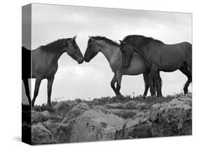 Mustang / Wild Horse Red Dun Stallion Sniffing Mare's Noses, Montana, USA Pryor-Carol Walker-Stretched Canvas