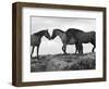 Mustang / Wild Horse Red Dun Stallion Sniffing Mare's Noses, Montana, USA Pryor-Carol Walker-Framed Premium Photographic Print