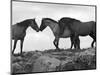 Mustang / Wild Horse Red Dun Stallion Sniffing Mare's Noses, Montana, USA Pryor-Carol Walker-Mounted Premium Photographic Print