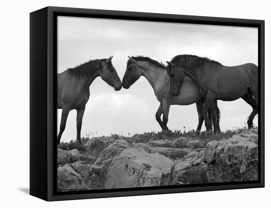 Mustang / Wild Horse Red Dun Stallion Sniffing Mare's Noses, Montana, USA Pryor-Carol Walker-Framed Stretched Canvas
