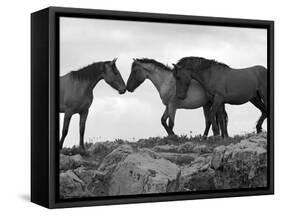 Mustang / Wild Horse Red Dun Stallion Sniffing Mare's Noses, Montana, USA Pryor-Carol Walker-Framed Stretched Canvas