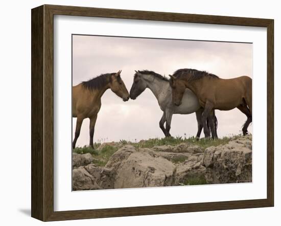 Mustang / Wild Horse Red Dun Stallion Sniffing Mare's Noses, Montana, USA Pryor-Carol Walker-Framed Photographic Print