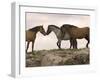 Mustang / Wild Horse Red Dun Stallion Sniffing Mare's Noses, Montana, USA Pryor-Carol Walker-Framed Photographic Print