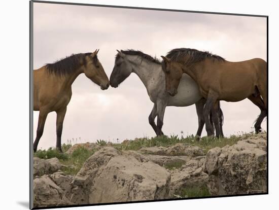 Mustang / Wild Horse Red Dun Stallion Sniffing Mare's Noses, Montana, USA Pryor-Carol Walker-Mounted Photographic Print