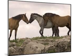 Mustang / Wild Horse Red Dun Stallion Sniffing Mare's Noses, Montana, USA Pryor-Carol Walker-Mounted Photographic Print