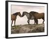 Mustang / Wild Horse Red Dun Stallion Sniffing Mare's Noses, Montana, USA Pryor-Carol Walker-Framed Photographic Print